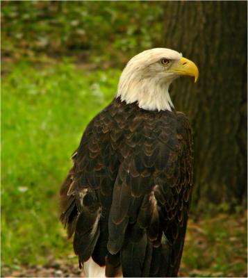 e Eagle side pose FZ10 ps cs2P1040374.jpg