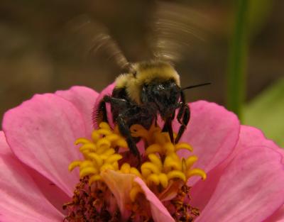 e Bee Wings move Neat image plug in  FZ10 ps cs2 P1040485.jpg