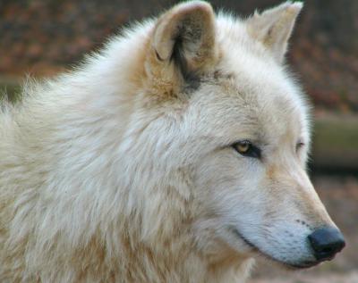 e  TBZoo  CROPPED   Wolf  FZ10 ps cs2  1-21-06  P1140909.jpg