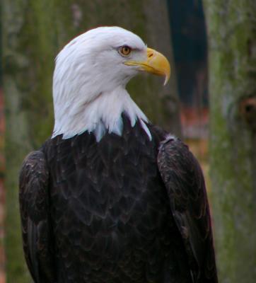 eTBZoo  Eagle 2 P1150059.jpg