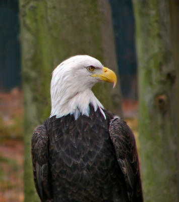 e  Eagle pose good  ps cs2  FZ10 P1150058.jpg