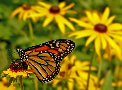 e--2Butterfly2----G-4-FZ10-.jpg