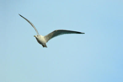 e  Seagull IN FLIGHT 1   FZ5 ps cs2  P817.jpg