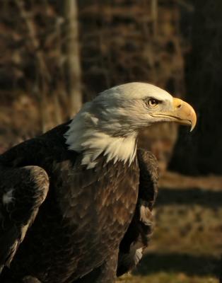 e Eagle crop close  male 2 FZ5 ps cs TBZoo  P1629.jpg