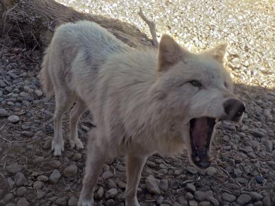 e wolf ok shot mouth  FZ5 ps cs2 P1358.jpg