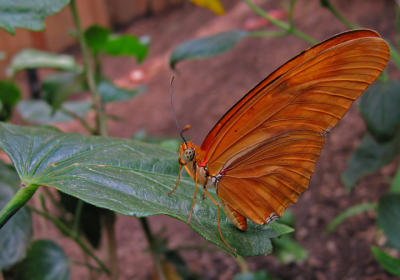 e  Crisp Butterfly  orange and green S70 ps cs2 IMG_8872.jpg