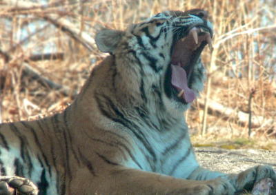e Tiger FZ5  HP crop editing tiger yawn  ps cs2 P2188.jpg