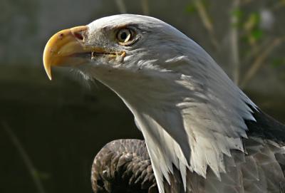 e  Eagle Behind Bars   FZ5 ps cs2 P2235.jpg
