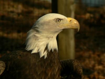 e Eagle pose Bronx Zoo 2006 FZ5 ps cs2 P1714.jpg