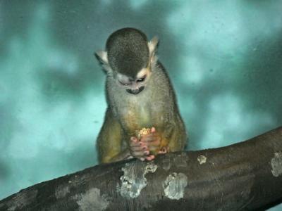 e Less saturatedMonkey Shadow Highlights restored FZ5 ps cs2  P2374.jpg