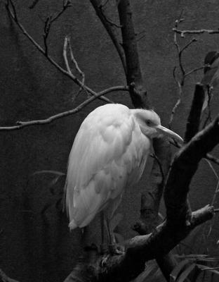 e BW Egret  FZ5 ps cs2 P2307.jpg