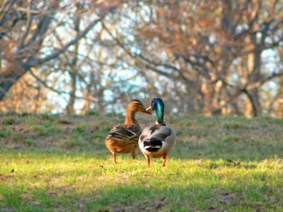 e 2 Couple  Ducks  FZ7 ps cs2 P0941.jpg