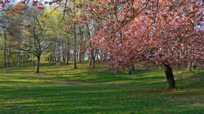 e Wide View  Blossom park  FZ7 ps cs2 P0893.jpg