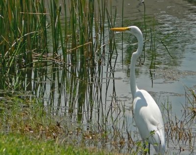 e Egret hunter  3  florida FZ7 ps cs2  P7050.jpg