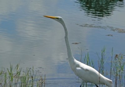 e Egret the hunter ps cs2 FZ7 P7038.jpg