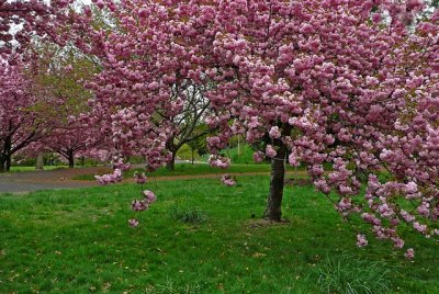 e  Cherry Blossoms  great Tree  1  TZ1  ps cs P2188.jpg