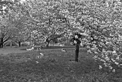 e BW  Cherry Blossoms  great Tree  1  TZ1  ps cs P2188.jpg