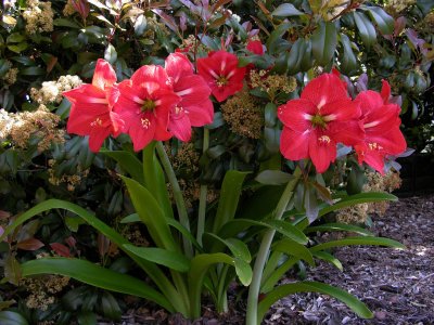 There are 8 clusters of Amaryllis around the garden beds!