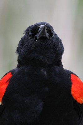 Red-winged Blackbird with attitude!
