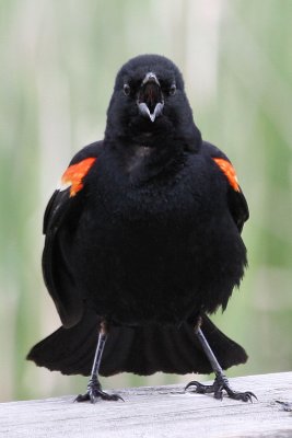 Red-winged Blackbird in full song