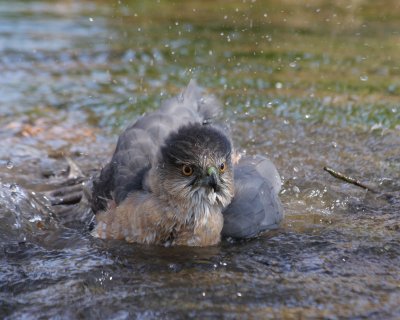 Cooper's Hawk