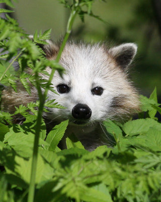 Close-up of maskless raccoon