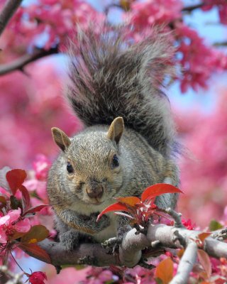 Squirrel in apple blossoms