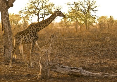 Allan's Kruger Park 2009