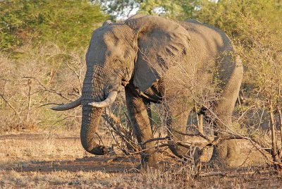 Elephant_DSC_0011.jpg