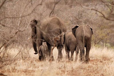 Elephant_DSC_9772.jpg