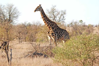 Giraffe_DSC_0004.jpg