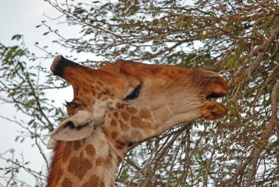 Giraffe_DSC_9844.jpg