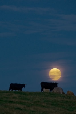 Orkney Moon ...