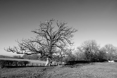 Winter's Tree