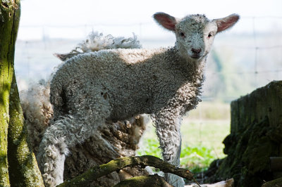 21st - Woolly Jumper