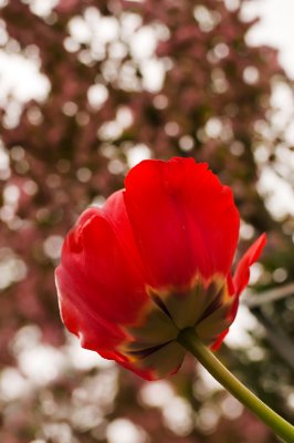 28th - Petal