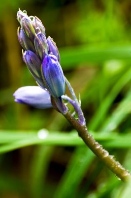 29th - Muscari