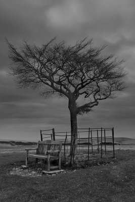 Tree & Bench