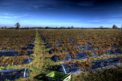 Strawberry Fields (with apologies to The Beatles)