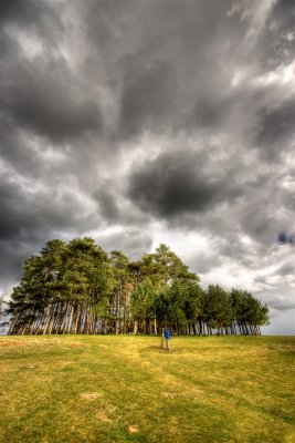 Tree Top