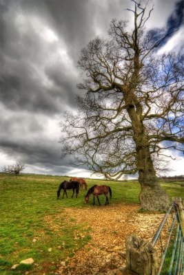 Quietly Grazing...