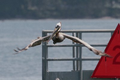 Brown Pelican