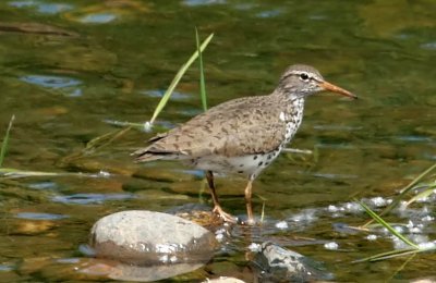Spotted Sandpiper