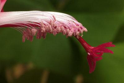 Christmas Cactus