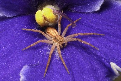 1/4 Spider on African Violet