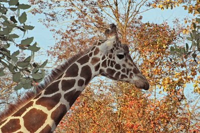 Giraffe and Autumn Leaves