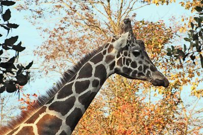 Giraffe and Autumn Leaves