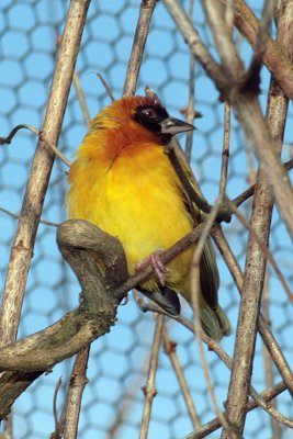 Weaver Bird