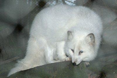 Artic Fox