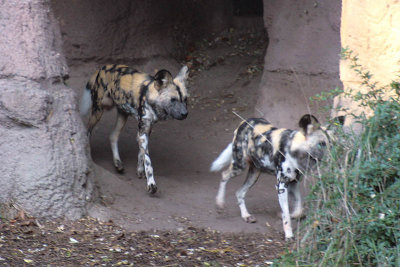 Wild African Dogs